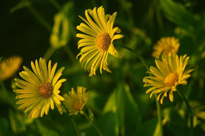 Chamomile