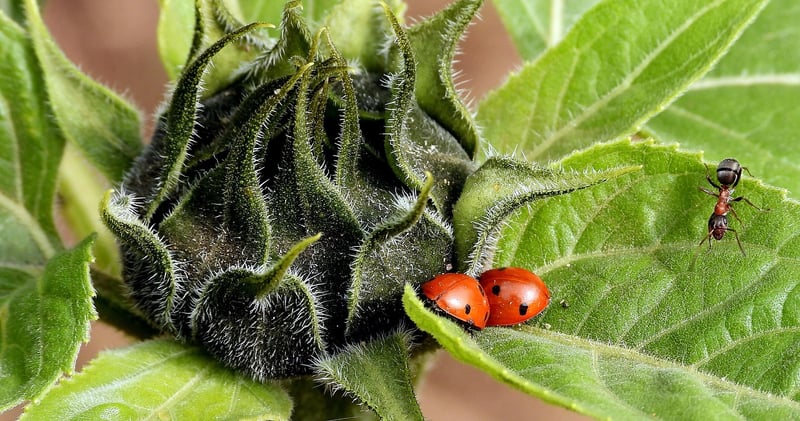 Ladybugs in a garden