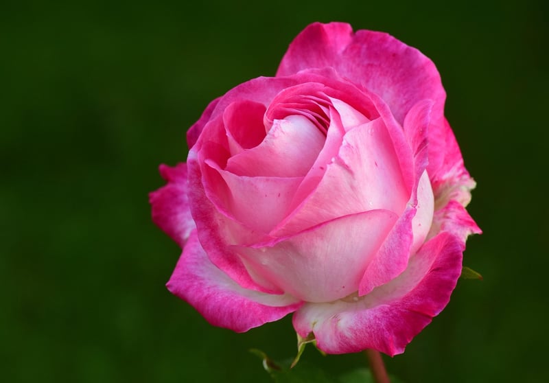 Colorful Garden Flowers